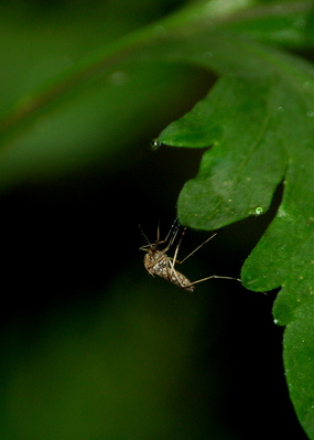 DAG 150 * MOSQUITO -- 29/05/12