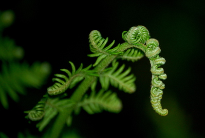 DAG 158 * GROENE OLIFANT -- 06/06/12