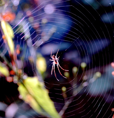 DAG 239 * THE WEB: PART I  -- 26/08/12