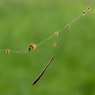 DAG 243  * THE WEB:PART IV -- 30/08/12