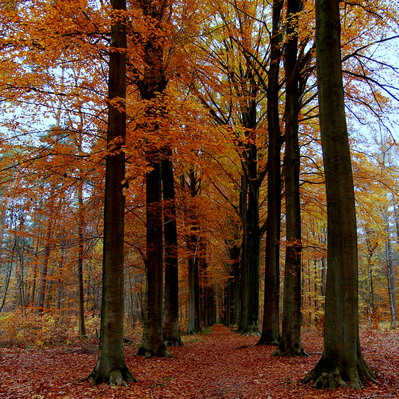 DAG 316  * ORANJE -- 11/11/12