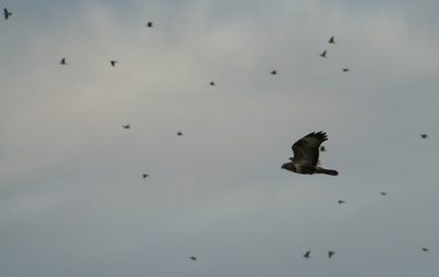 DAG 364 * BUIZERD -- 29/12/12