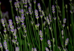 DAG 151 * LAVENDEL -- 30/05/12