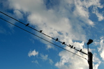 DAG 159 * BIRDS ON A WIRE  -- 07/06/12