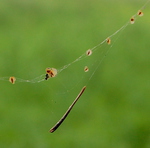 DAG 243  * THE WEB:PART IV -- 30/08/12