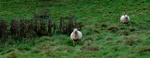 DAG 312 * SCHAAP -- 07/11/12